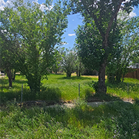 a tree in a grassy field